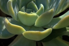 Close View Of Leaves Of Echeveria
