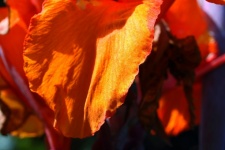Close View Of Petal Of Orange Canna