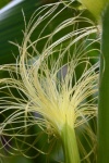 Close View Of Strand Of Corn Silk