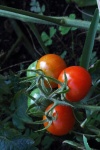 Cluster Of Cocktail Tomatoes