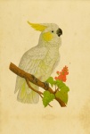 Cockatoo Vintage Art Print