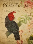 Cockatoo Vintage Bird Postcard