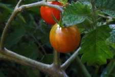 Cocktail Tomatoes In The Garden