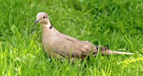 Collared Dove