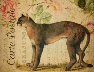 Cougar Vintage Floral Postcard