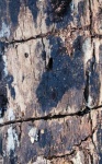 Cracked Decaying Wood