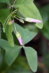 Dainty Purple Buds On Oxalis