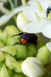 Dark Beetle On Ornithogalum Flower