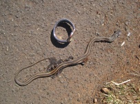 Dead Snake With Yellow & Black