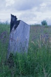 Dead Tree Stump In A Grassland