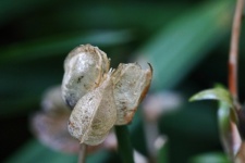 Decaying Translucent Seed Pod