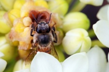 Detail Of Bee On White Ornithigalum