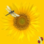 Dragonfly And Sunflower And Ladybug