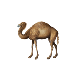 Dromedary Camel Vintage Clipart