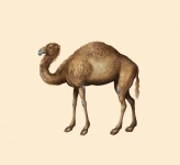 Dromedary Camel Vintage Poster