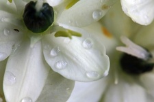 Droplets On White Petals Of Flower