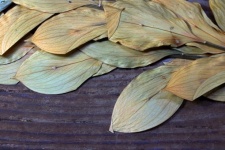 Dry Parched Leaves On Wooden Board