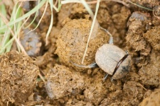 Dung Beetle Handling A Ball Of Dung