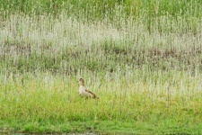Egyptian Goose In Vegetation