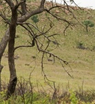 Eland Beyond A Tree On A Slope