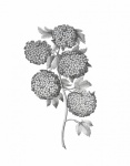 Elderberry Flowers Vintage Art