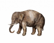 Elephant Animal Vintage Poster