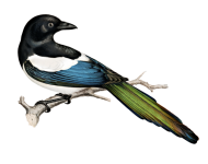 Magpie Raven Clipart Stickers