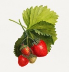 Strawberry Fruits Fruit Art