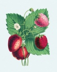 Strawberries Fruit Vintage Art