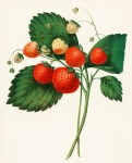 Strawberries Fruits Fruit Art