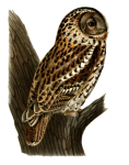 Owl Eagle Owl Bird Clipart