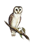 Owl Vintage Clipart Stickers