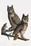 Owl Vintage Poster Old