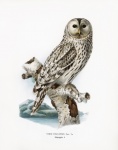 Owl Vintage Poster Old