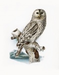 Owl Vintage Poster Art
