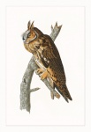 Owl Vintage Poster Art