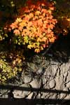 Fall Maple & Rock Wall