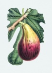 Fig Vintage Art Illustration