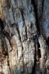 Fibrous Texture Of Decaying Wood