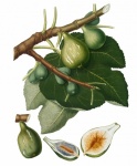 Figs Vintage Botanical Art