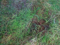 Fine Foliage Of Asparagus Virgatus