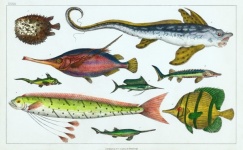 Fish Tropical Vintage Art