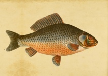 Fish Carp Vintage Art
