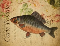Fish Carp Vintage Postcard