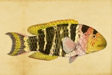 Fish Wrasse Vintage Art