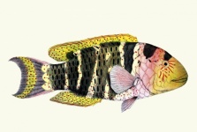 Fish Wrasse Vintage Clipart