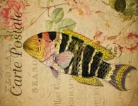 Fish Wrasse Vintage Postcard