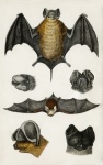 Bats Vintage Art Old