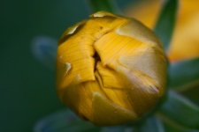 Folded Petals Of An Unopened Bud