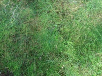 Foliage Of Asparagus Virgatus Plant